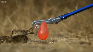 اسلوموشن دیدنی حمله مار