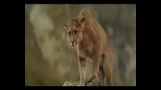 شگفتی های حیات وحش !( نجات توله خرس )