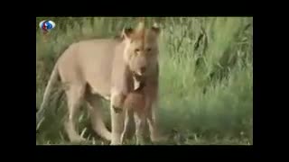 اتفاقی نادر در حیات وحش