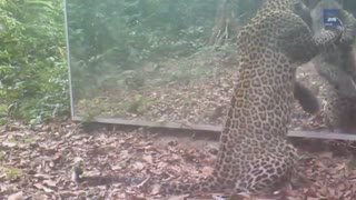 حیوانات جلوی آینه