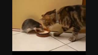 تام و جری واقعی