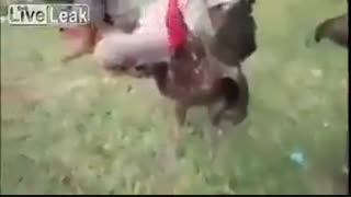 خروسو کیف کن