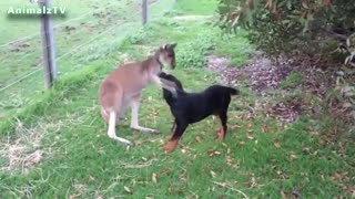 دوستی حیوانات