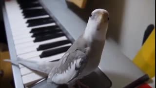 طوطی آوازه خوان