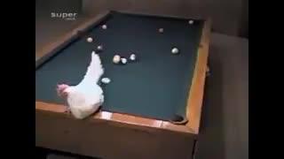 وای چه موقعی تخم گذاشت