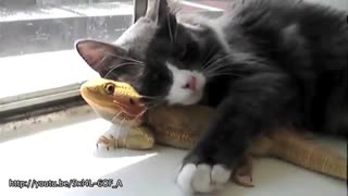 دوستی حیوانات