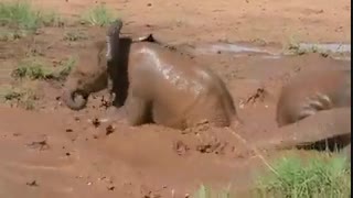 آبتنی فیلها