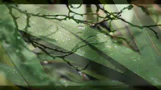 صدای پای آب سهراب سپهری - دکلمه : خسرو شکیبایی