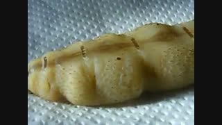 ملکه موریانه