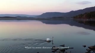 Swan - Secret Garden