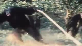 ترساندن توسط چیتای الکی