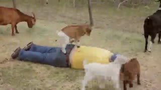 بز های ماساژور