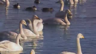 Swan - Secret Garden