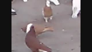 قشنگ ترین کبوتر