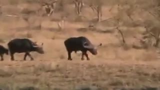 نبرد شیر و تمساح و بوفالو