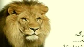 چرا شیر را سلطان جنگل می گویند ؟