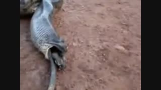 درامدن حیوان عجیب از شکم مار