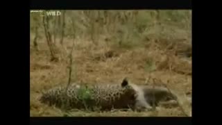 دوستی پلنگ با بچه میمون