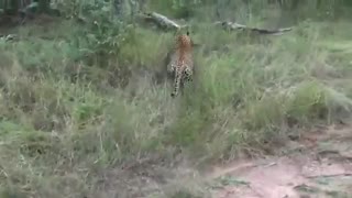 شکار گراز توسط پلنگ