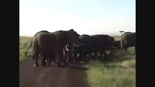 حمله فیل به بازدید کنندگان