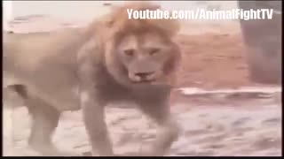 حمله شیرها به فیل