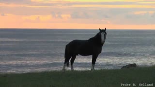 طبیعت زیبا و حیوانات