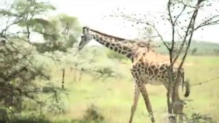 حمله زرافه ها