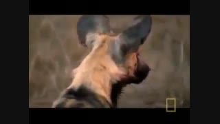مستند جنگ حیوانات