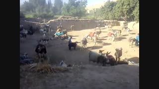 بوغ زنی چهارپایان