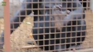 میمون های خنده دار و با مزه