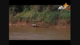 شکار تمساح توسط پلنگ