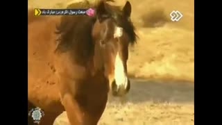 مستند فارسی حیات وحش