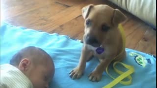 وظیفه شناس ترین موجود روی زمین . . . !