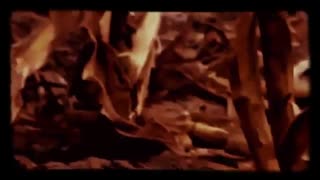 حمله حیوانات