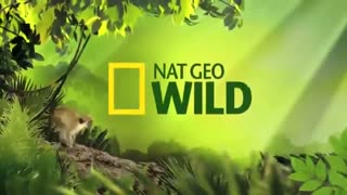 مستند حیات وحش سال 2015: موجودات عجیب آفریقا (مستند حیات وحش 2015)