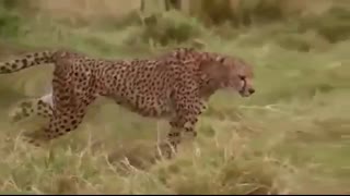 مستند حیات وحش