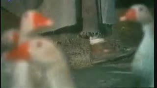 شهادت اما م علی (سکانسهای پایانی سریال زیبای امام علی )