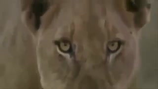 مستند شیرها