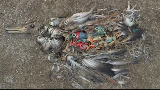 سرانجام  ریختن زباله در اقیانوس ها