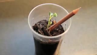 مدادهایی که در انتهای هرکدام بذری نهفته است