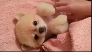 هاپوی جیگر :))))