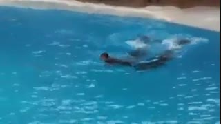 هنر نمایی با دلفین ها (جالبه حتما ببینید)