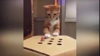 بازی با گربه ناز