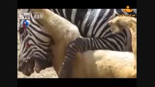 . گورخری که شیر را شکست داد..!!!!