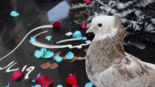 تیتراژ ابتدایی ماه عسل 94 با موضوع 175 شهید غواص