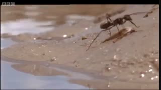 مستند مورچه ها