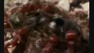مستند مورچه ها-2