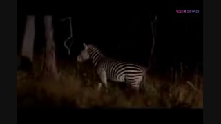 خوردن زنده زنده گورخر توسط کفتار های وحشی