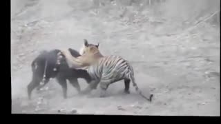 شکـــــار گـــراز وحــــشــــی تـــوســـط بـــبـــر