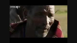 مبارزه دیدنی و جذاب  سه مرد گرسنه  برای سرقت شکار گله شیرهای گرسنه!